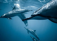 安全可靠-“头号梅吹”追忆马拉多纳：他有一招我们都学不来